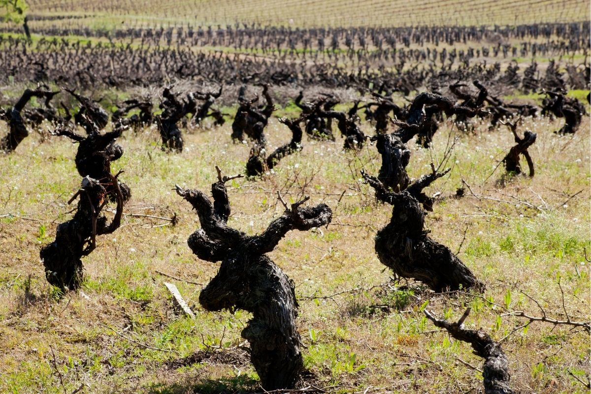 Old vines in Galicia, Spain.
