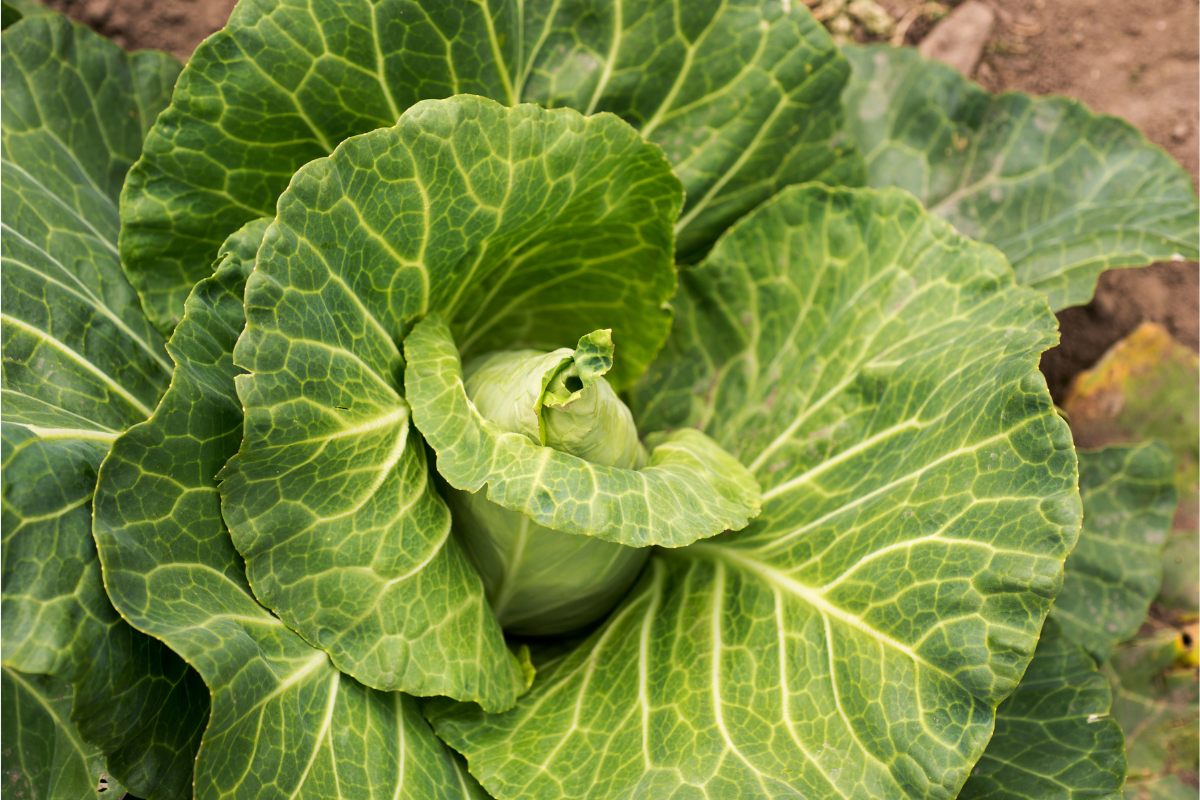 Detail of a pinted cabbage growing in a kitchen garden.