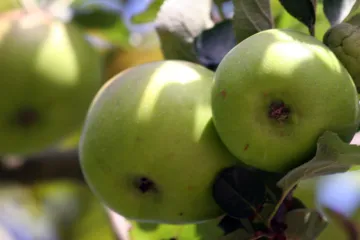 Manzanas en el manzano.