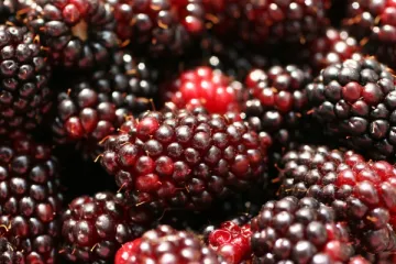 Moras maduras.