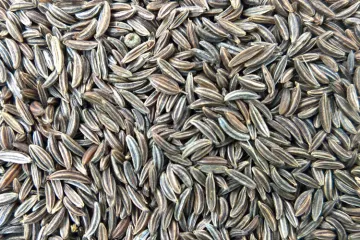 Semillas de alcaravea.