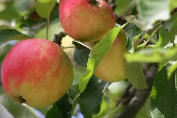 Manzanas en septiembre.
