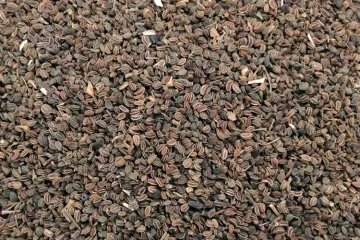 Semilla de apio, enteras y secas.