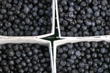 Arándanos azules