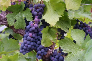 Uvas tintas en la viña.