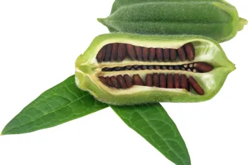 Fruto con semillas de sésamo.