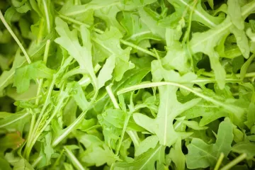 Rúcula fresca.