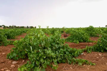 La Mancha.