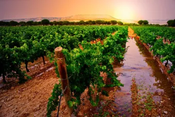 La Ribera del Duero.