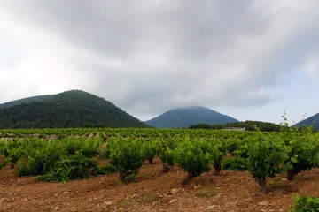 Viñedo en el valle de Azeniche, Bullas, Murcia en un amanecer con niebla.