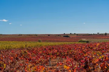 Viñedos valencianos en otoño.