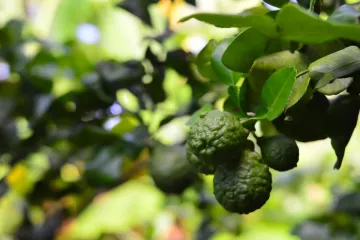 Limas makrut en su árbol.