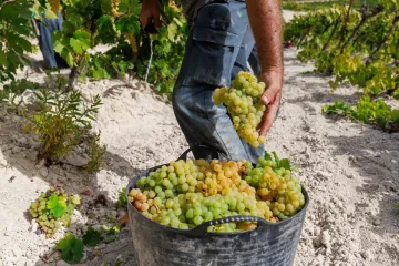 Vendimia, o cosecha, de uvas Palomino en Jerez.