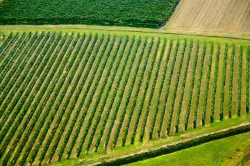 Vista de un viñedo en la región vinícola de la Emilia-Romaña.