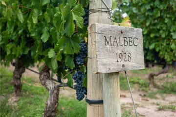Cartel de madera con la inscripción “Malbec 1928” en un viñedo con racimos de uvas Malbec.
