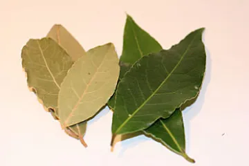 Hojas de laurel secas y hojas de laurel verdes.