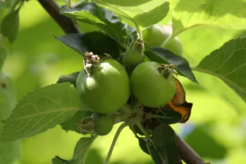 Manzanas de cocina creciendo en el manzano.
