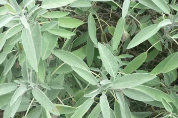Planta de salvia.