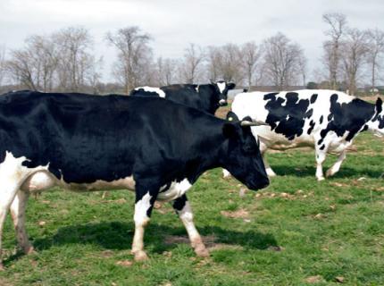 Vacas lecheras de raza Holstein en Winsconsin.
