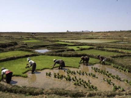 Campos de arroz en Madagascar.
