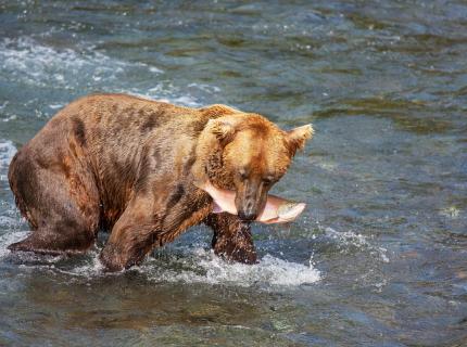 Un oso con un salmón en la boca.