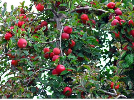 Manzano cargado de manzanas de la variedad Red Delicious.
