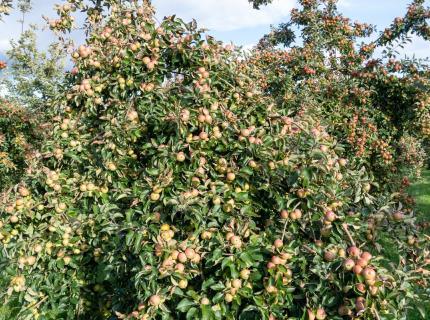 Huerto de manzanos que producen manzanas para sidra.