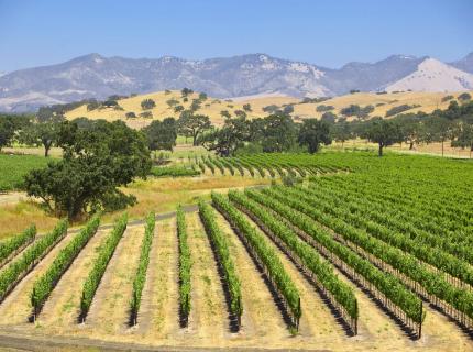 Viñedo en el corazón de la región vinícola de California.