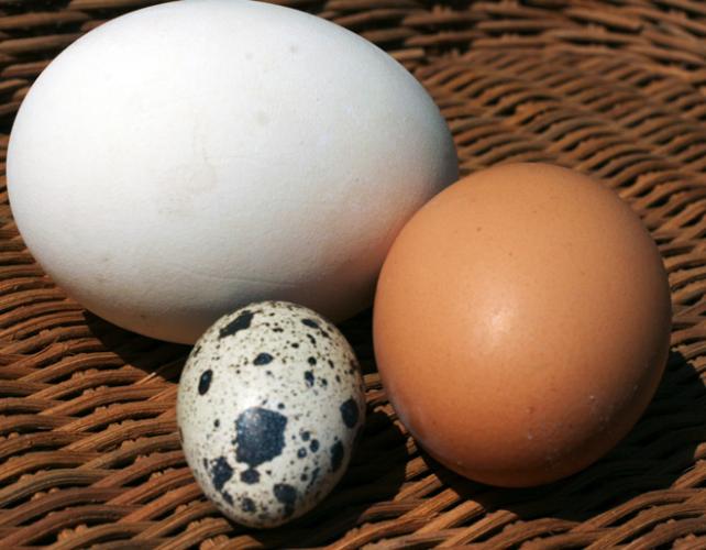 Un huevo de ganso, blanco; un huevo de gallina, moreno; un huevo de codorniz, moteado.