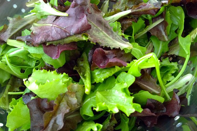 Hojas variadas de lechuga en le escurridor.
