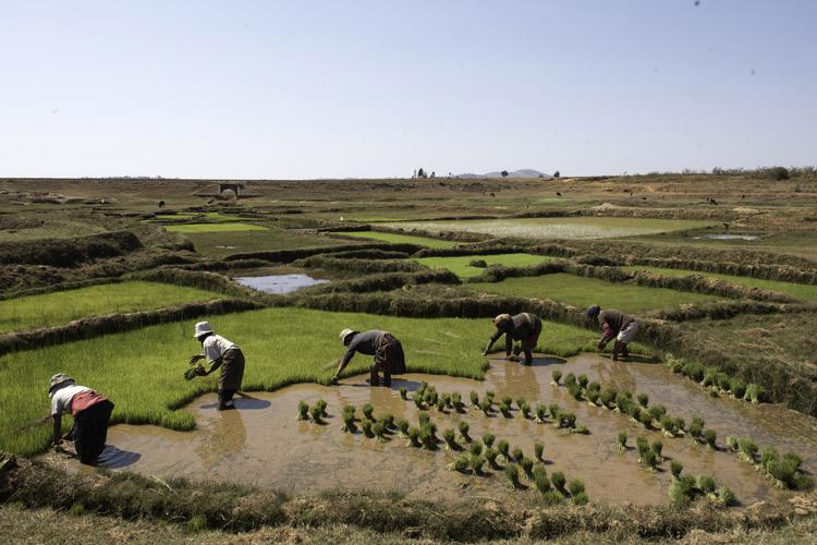 Un campo de arroz en Madagascar.
