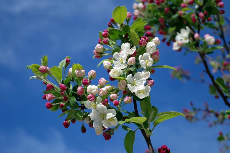 Manzano en flor con cielo azul de fondo.