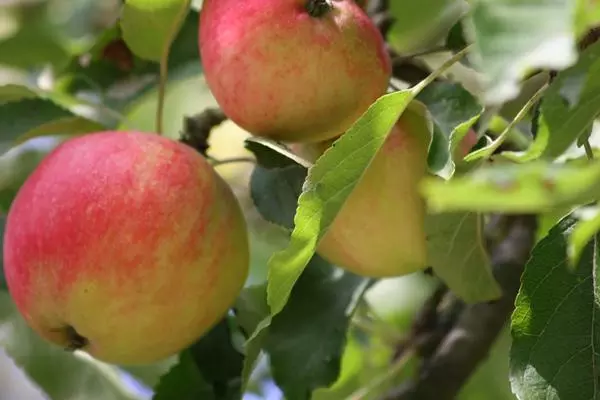 Manzanas en su manzano.