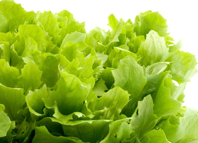 Lechuga fresca.