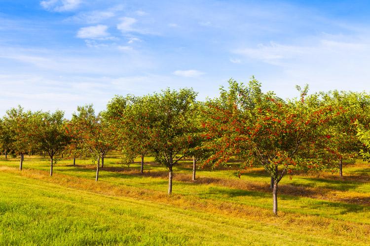 Huerto de cerezos en Michigan.