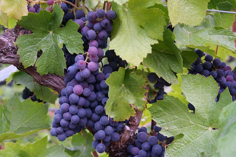 Uvas púrpura de Oregón, uvas de mesa.