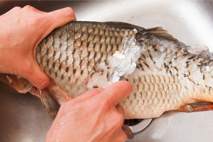 Desescamando una carpa.
