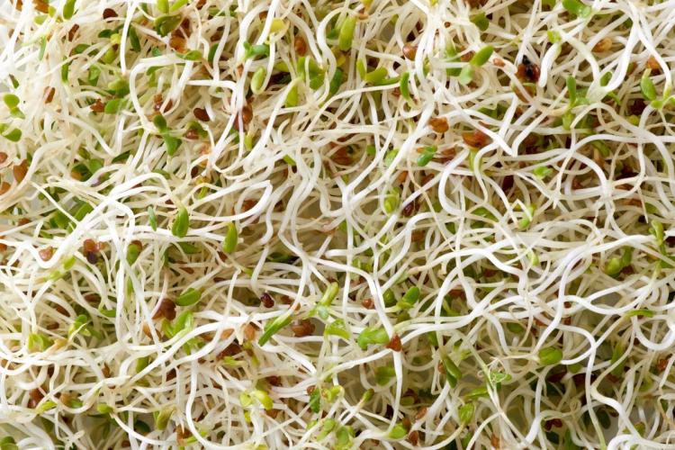 Brotes de alfalfa.