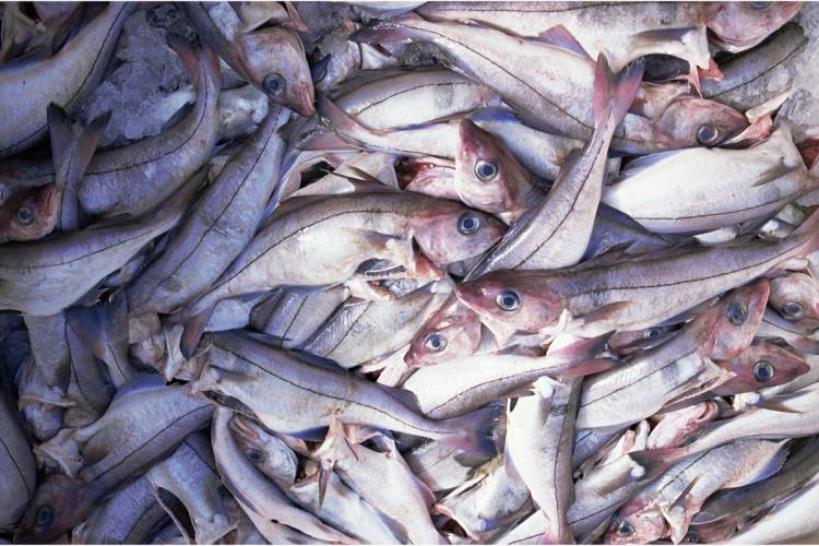Pescado fresco en el mercado.