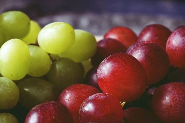 Primer planto de uvas blancas y uvas tintas.