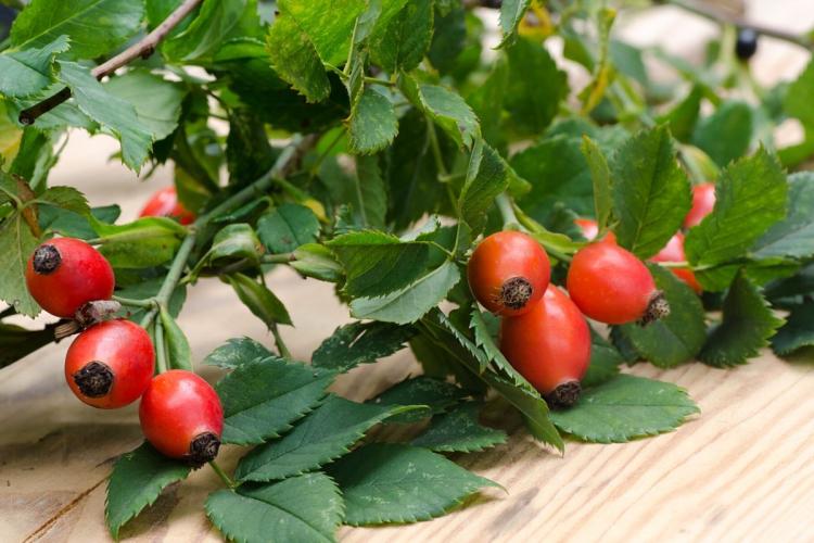 Escaramujos maduros y ramas de rosal silvestre.
