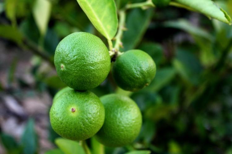 Limas en el árbol.