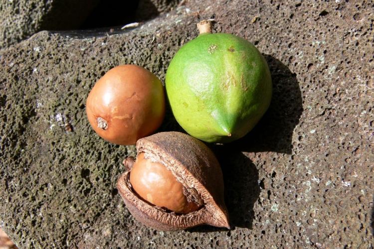 Nueces de macadamia.