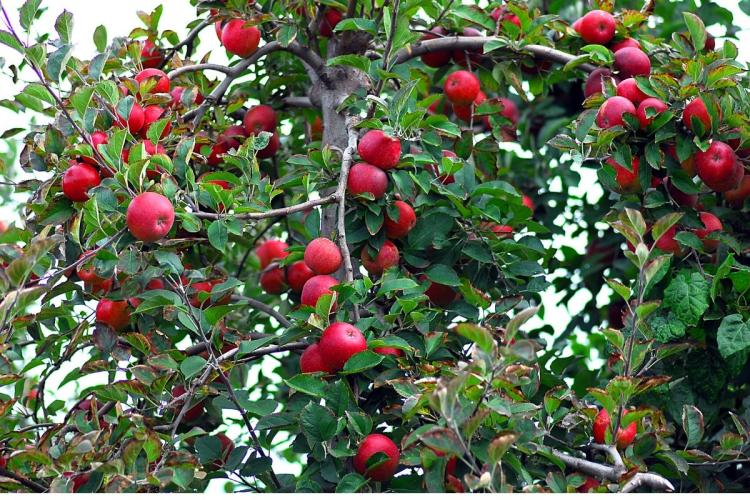 Manzano cargado de manzanas de la variedad Red Delicious.