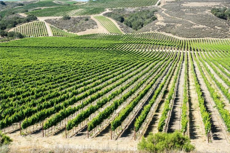 Viñedos californianos.