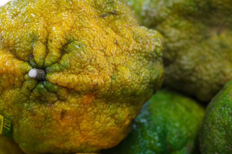 Detalle de la piel de un tangelo o fruta ugli.