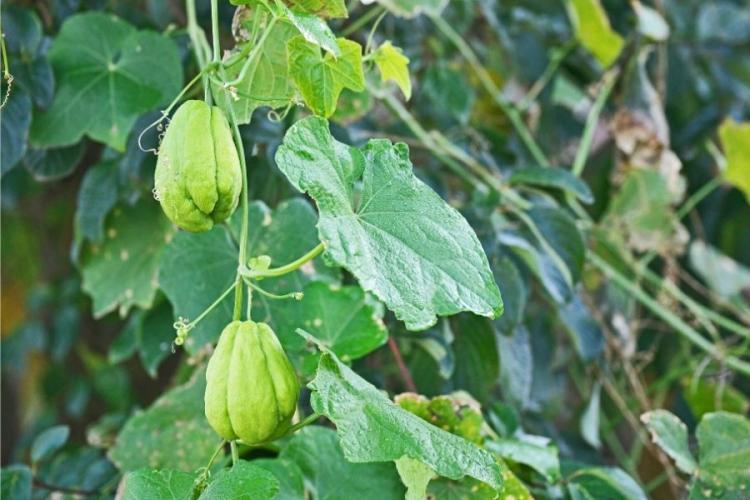 Una viña del chayote con dos frutos colgando.