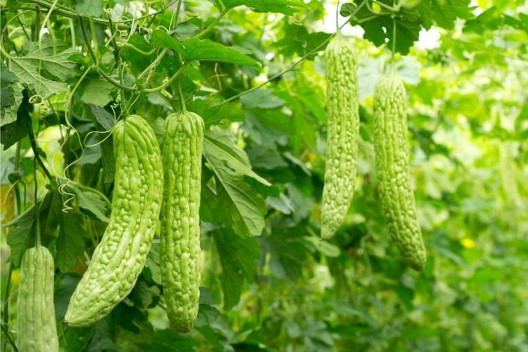 Melón amargo en la planta.