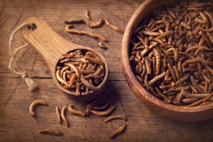 Gusano de harina, declarado comestible en la Unión Europea.