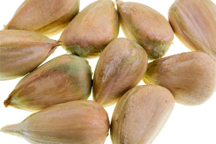 Piñones bunya con cáscara.